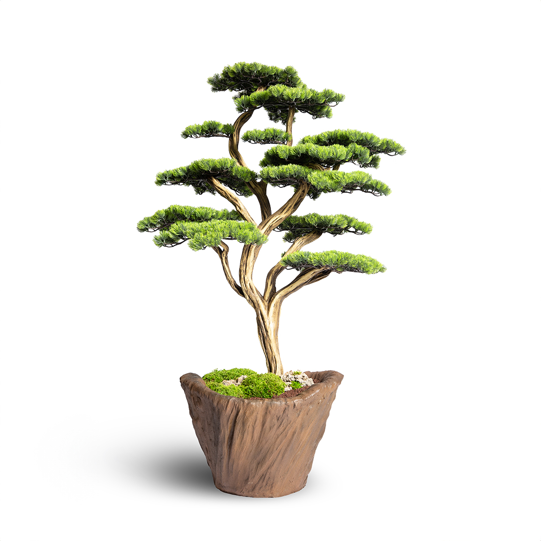 Thuja Bonsai Tree-11