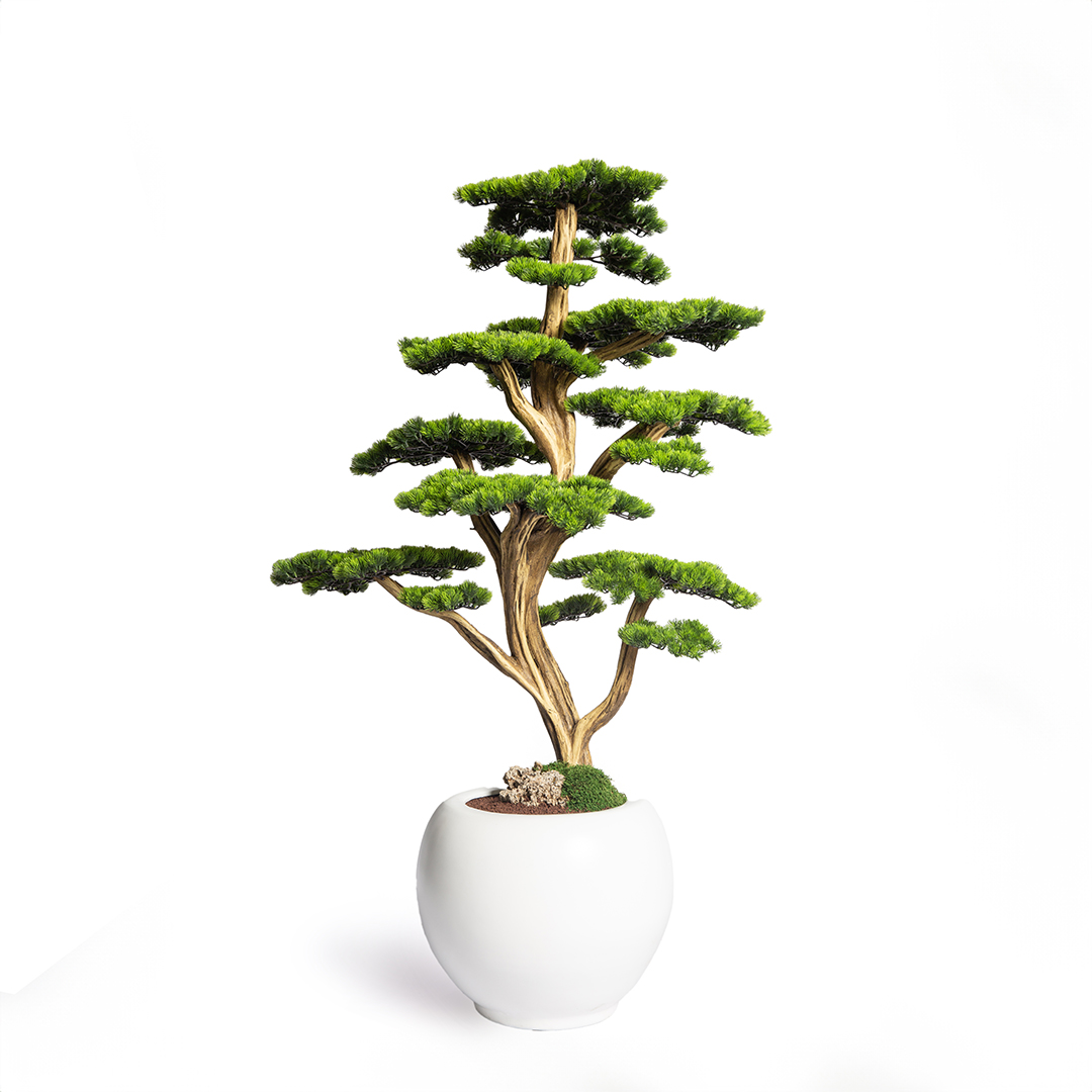 Thuja Bonsai Tree-15