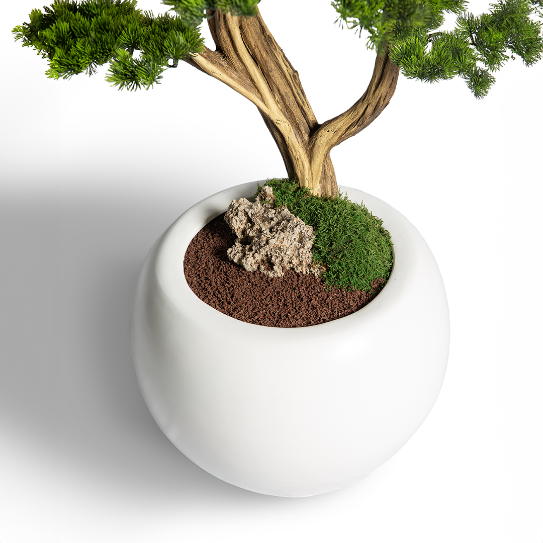 Thuja Bonsai Tree-15