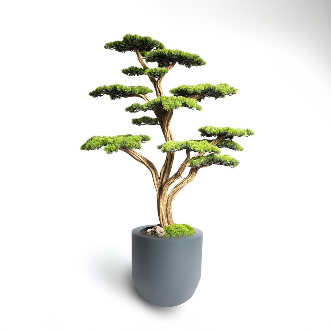 Thuja Bonsai Tree-13