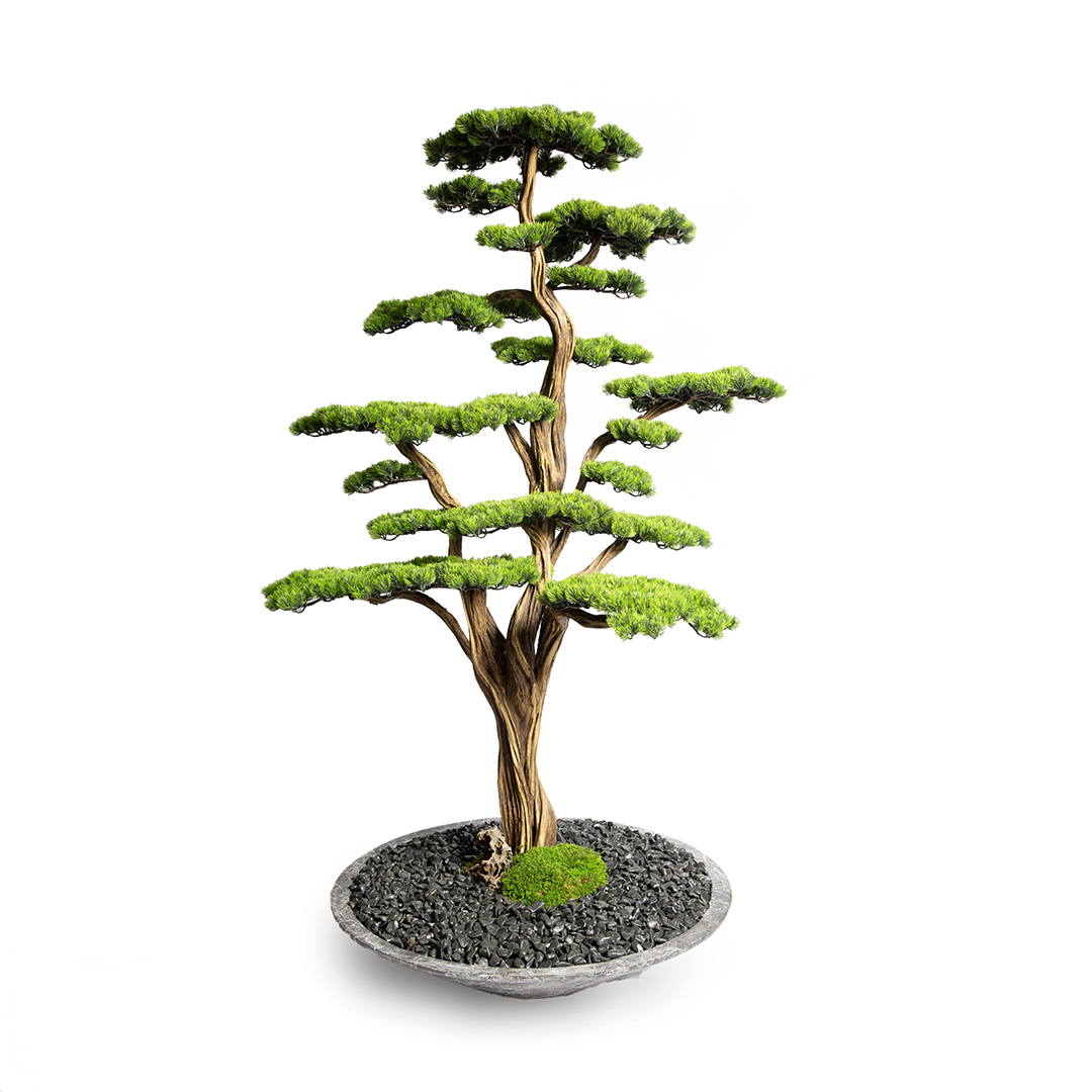 Thuja Bonsai Tree-14