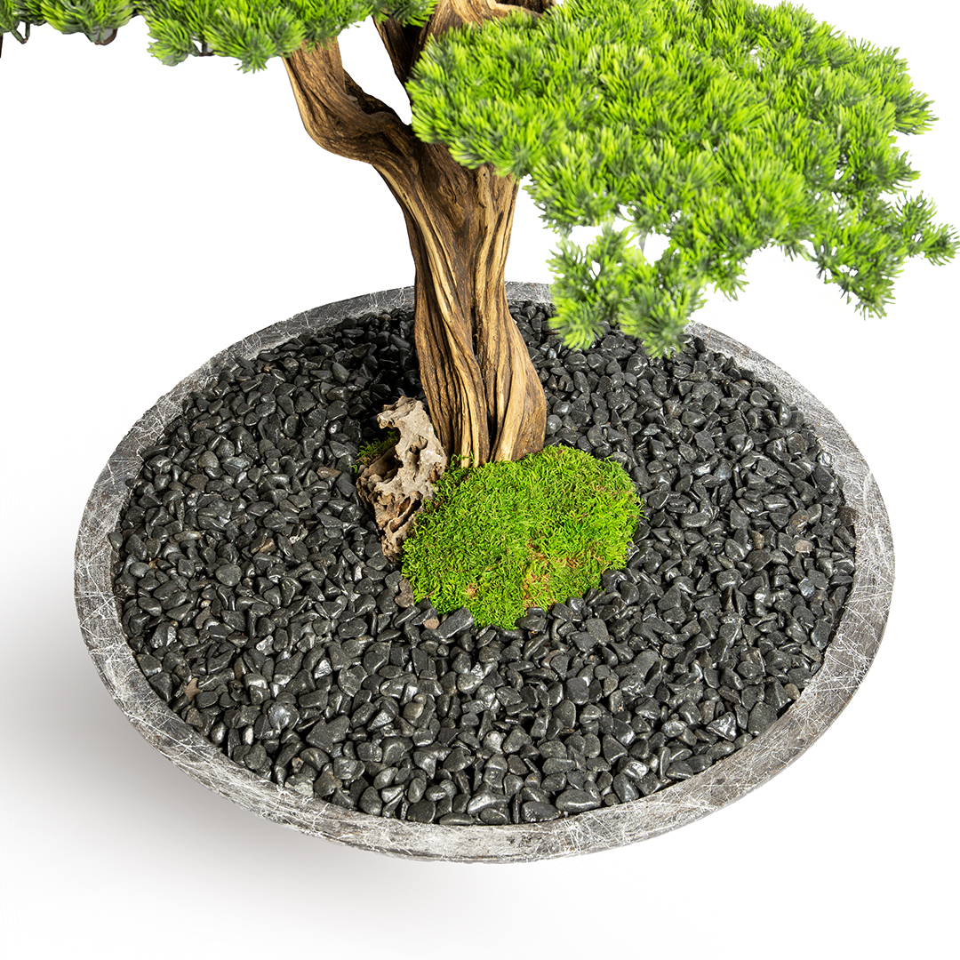 Thuja Bonsai Tree-14