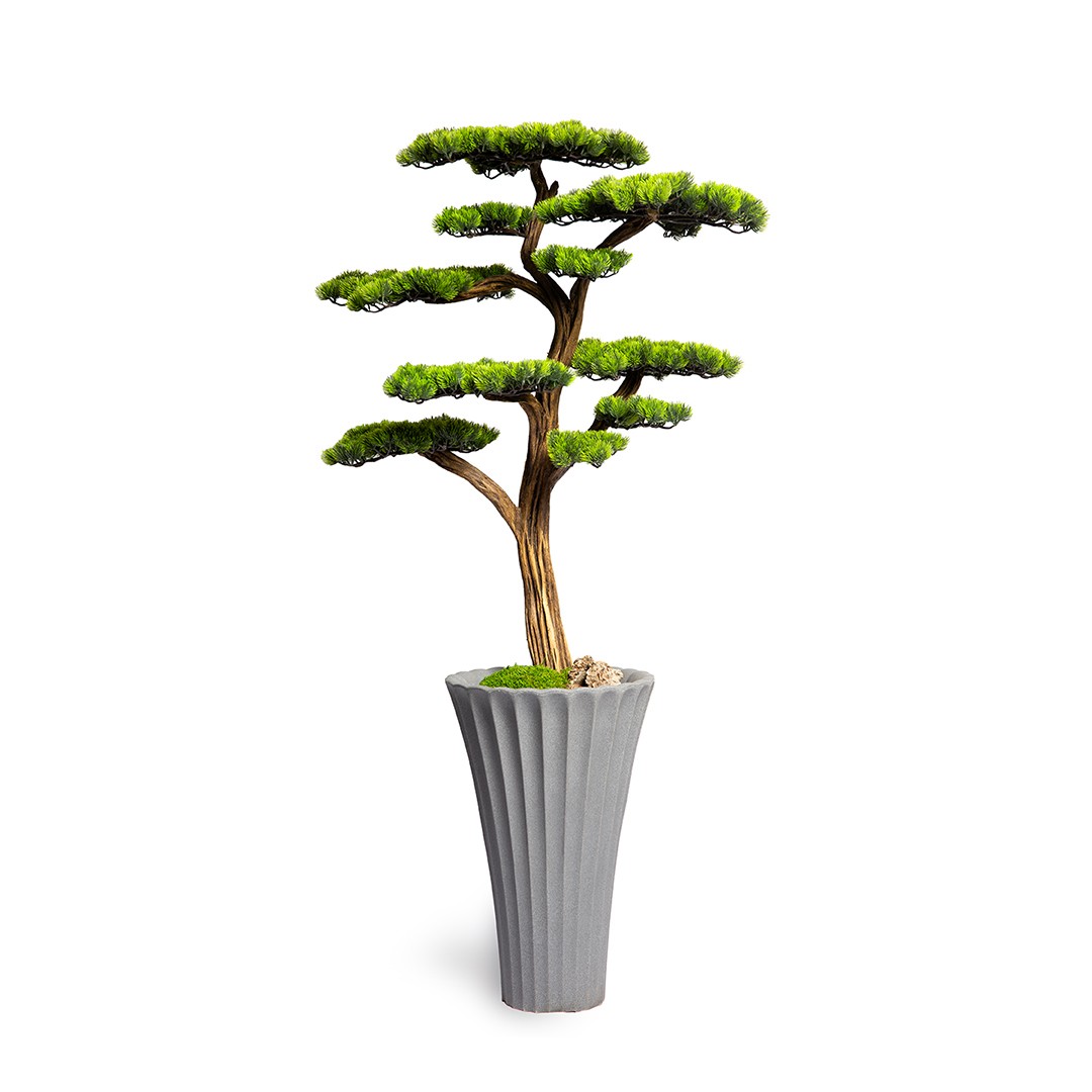 Thuja Bonsai Tree-8