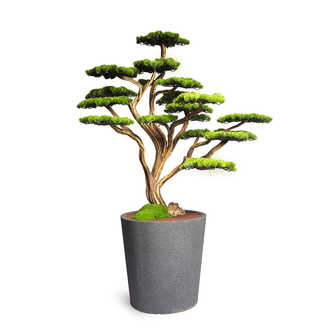 Thuja Bonsai Tree-6