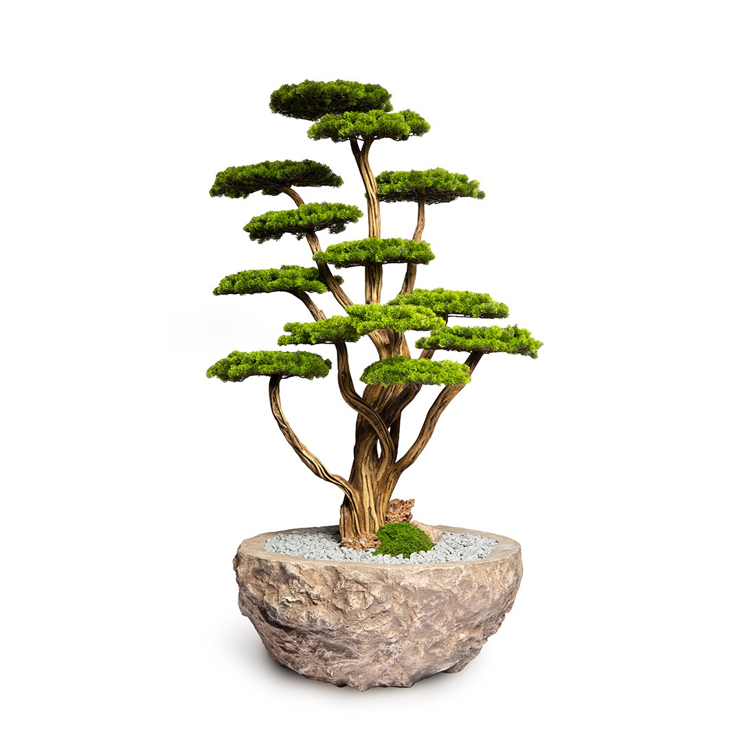 Thuja Bonsai Tree-10