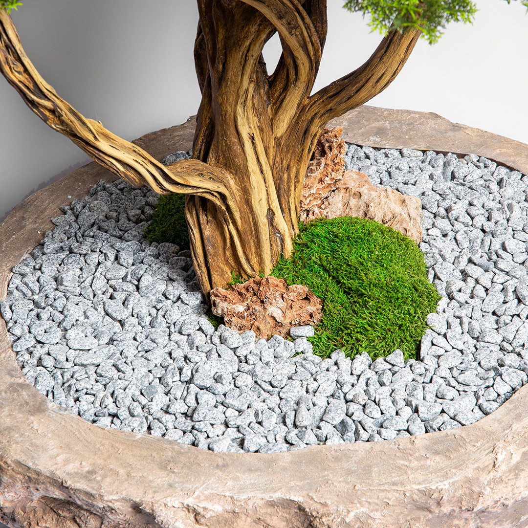 Thuja Bonsai Tree-10