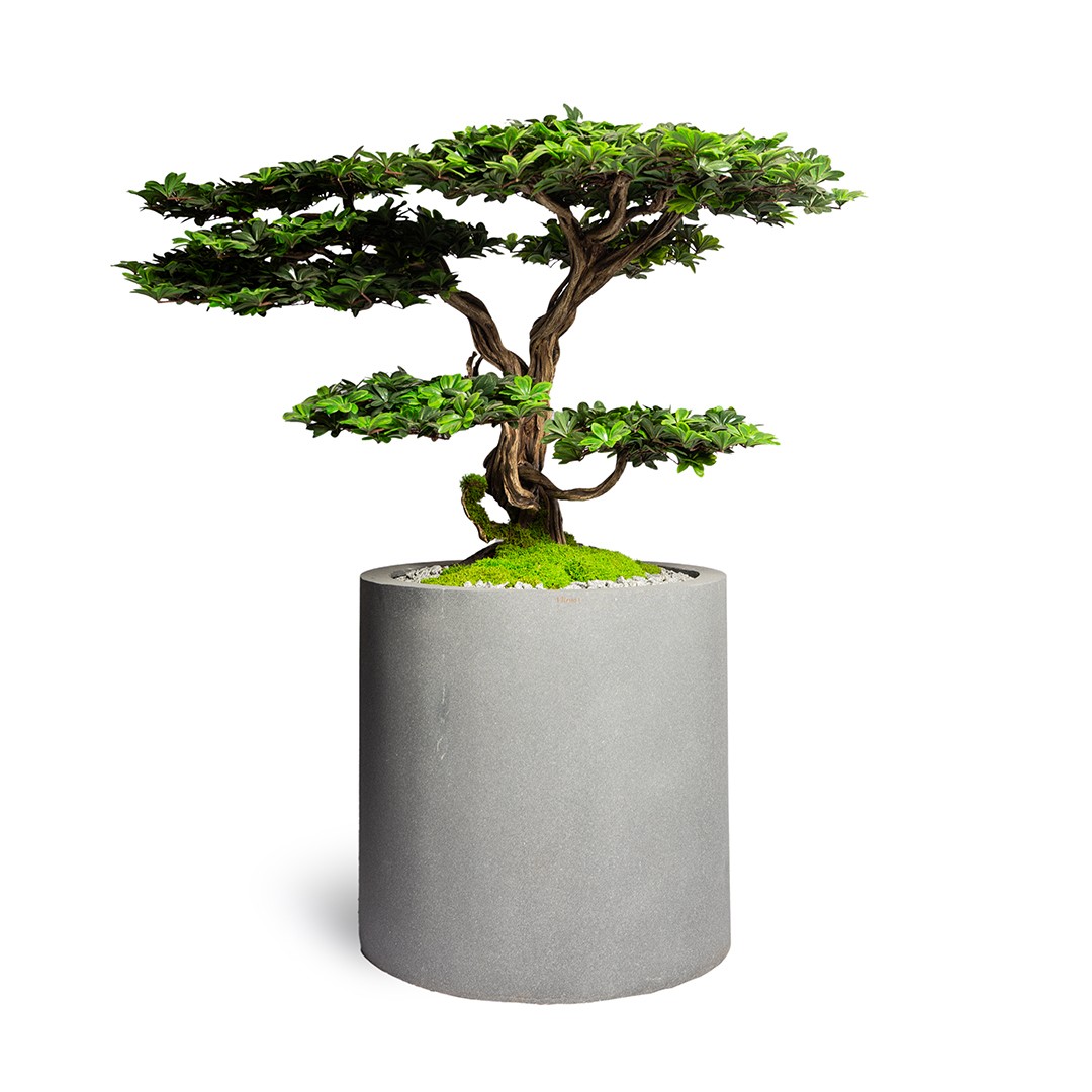 Pitos Bonsai Tree