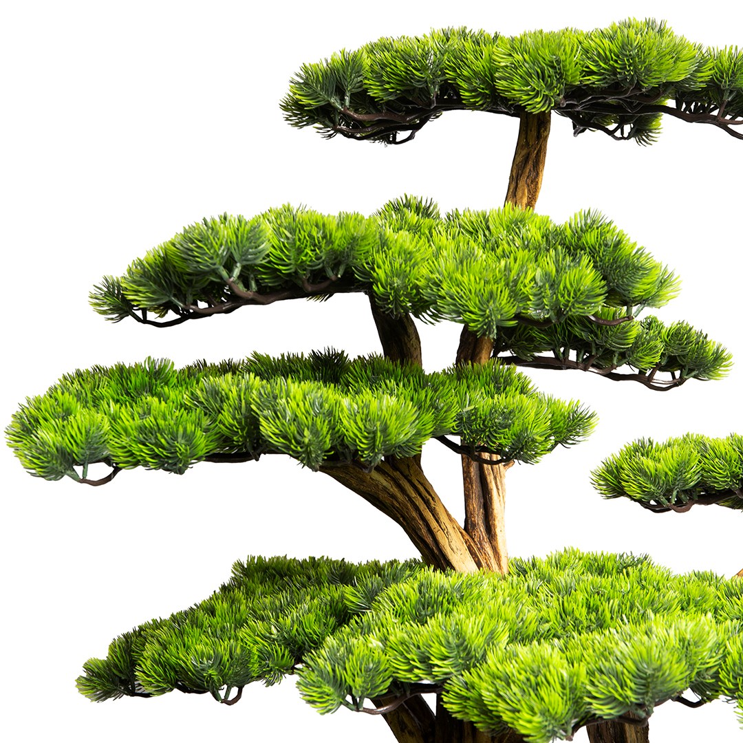 Thuja Tree