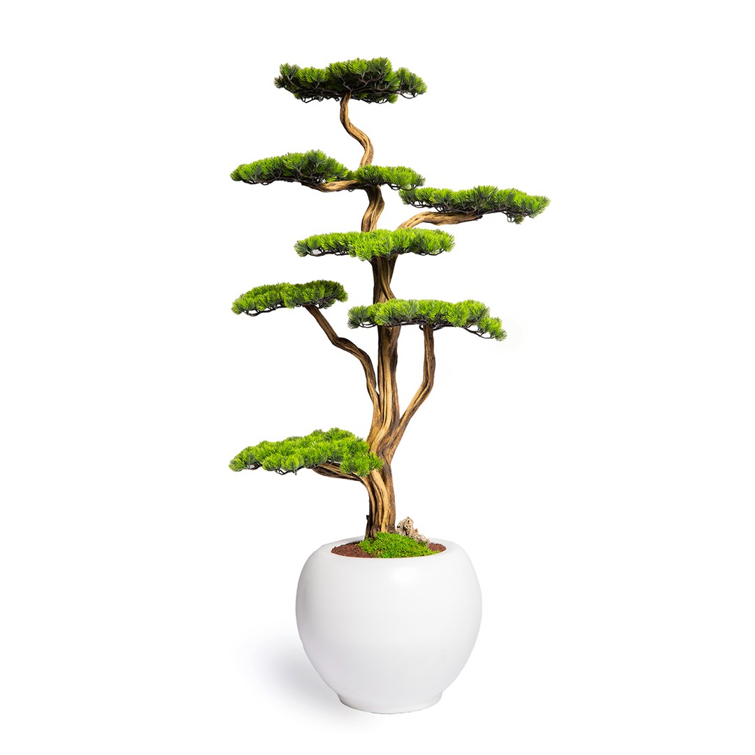 Thuja Bonsai Tree