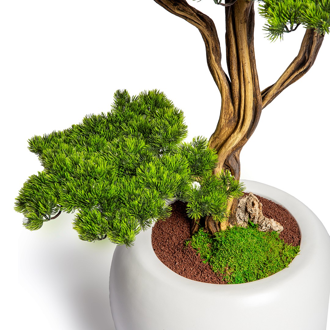 Thuja Bonsai Tree