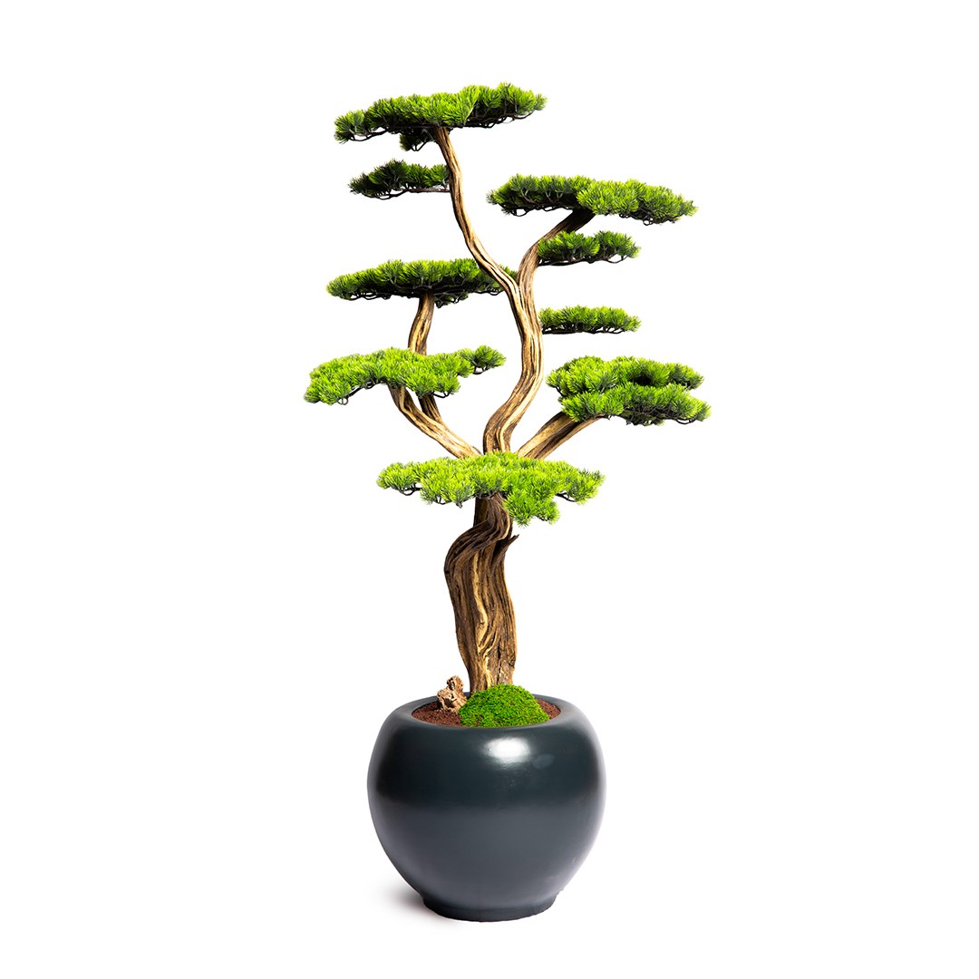 Thuja Bonsai Tree