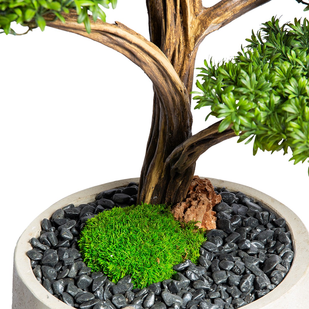 Sanica Bonsai Tree