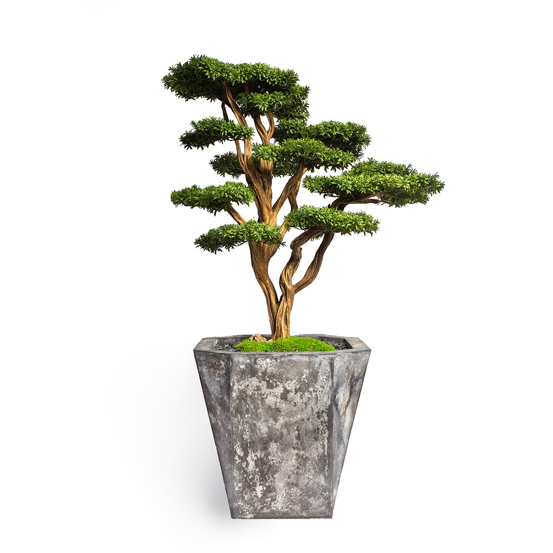 Sanica Bonsai Tree/2