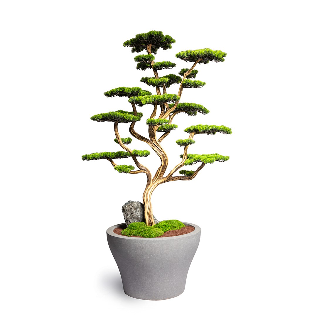 Thuja Bonsai Tree-7