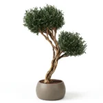 Bonsai Zeytin-01