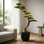Thuja Bonsai-01