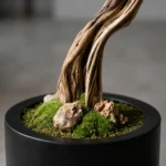 Thuja Bonsai-01 - Görsel 2