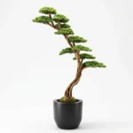 Thuja Bonsai-01 - Görsel 3