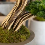 Thuja Bonsai-02 - Görsel 3