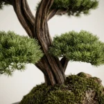 Thuja Bonsai-03 - Görsel 2
