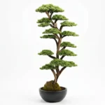 Thuja Bonsai-03 - Görsel 3