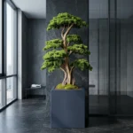 Thuja Bonsai-04