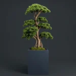 Thuja Bonsai-04 - Görsel 4