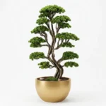 Büyük Thuja Bonsai-02 - Görsel 4