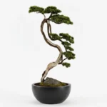 Büyük Thuja Bonsai-04 - Görsel 4