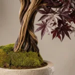Akçaağaç Bonsai-01 - Görsel 2