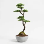 Thuja Bonsai-05 - Görsel 4