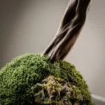 Thuja Bonsai-05 - Görsel 2