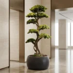 Thuja Bonsai-17