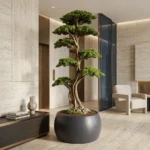 Thuja Bonsai-17 - Görsel 2