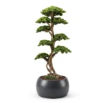 Thuja Bonsai-17 - Görsel 4