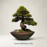 Mini Bonsai-03 - Görsel 4