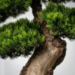 Mini Bonsai-08 - Görsel 3