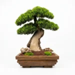 Mini Bonsai-08 - Görsel 4