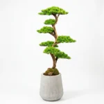 Thuja Bonsai-001 - Görsel 4
