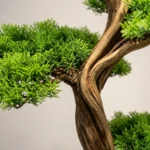 Thuja Bonsai-001 - Görsel 2