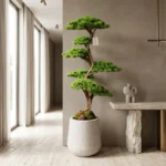 Thuja Bonsai-001