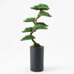 Thuja Bonsai-002 - Görsel 4