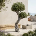 Signature olivetree-01 - Görsel 6