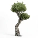 Signature olivetree-01 - Görsel 2