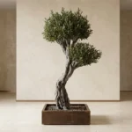 Signature olivetree-01 - Görsel 3