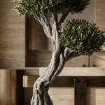 Signature olivetree-01 - Görsel 4