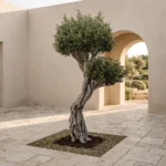 Signature olivetree-01