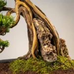 Kayık Bonsai-06 - Görsel 2