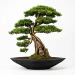 Kayık Bonsai-06 - Görsel 3