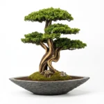 Kayık Bonsai-07 - Görsel 3